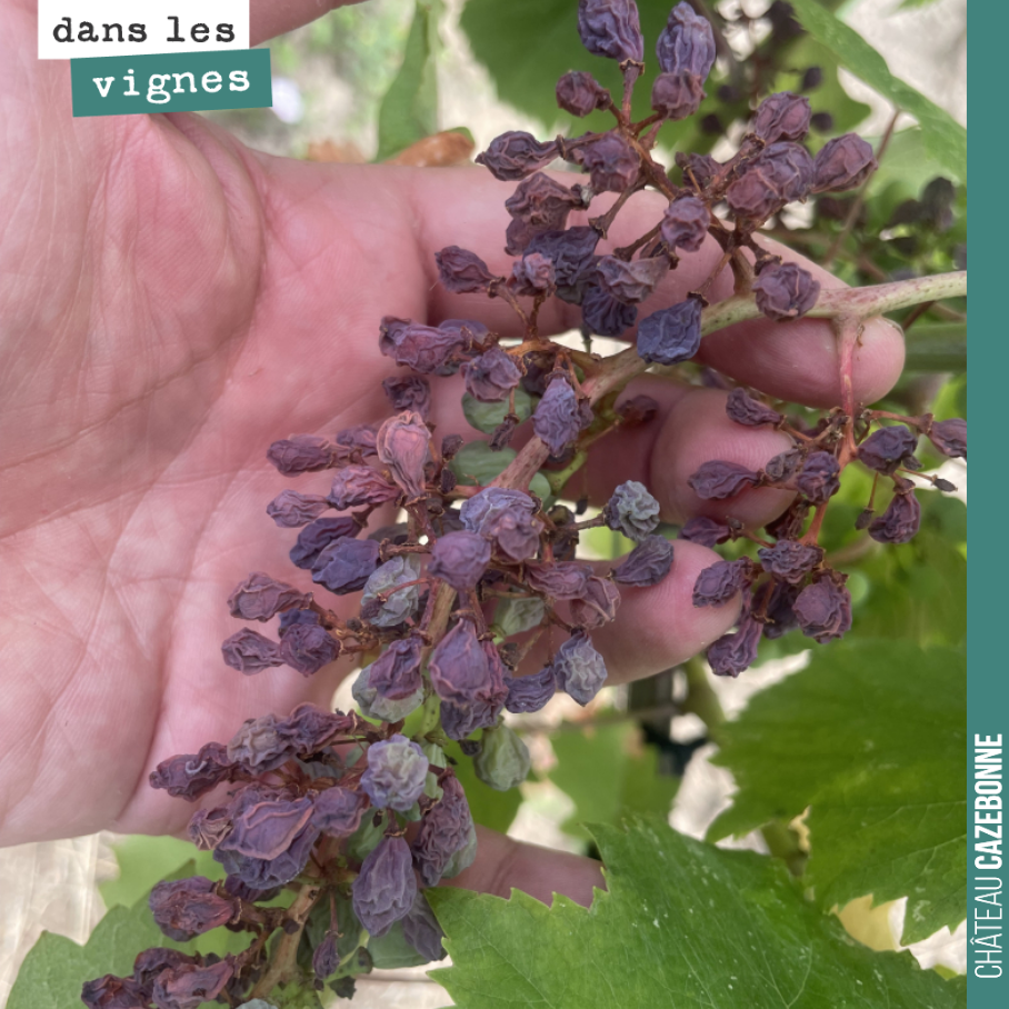 On a fait aujourd’hui le tour des vignes pour voir les dégâts suite à la semaine de canicule. Globalement la vigne a tenu le coup même si les baies sont petites et semblent avoir mis en arrêt leur ...
