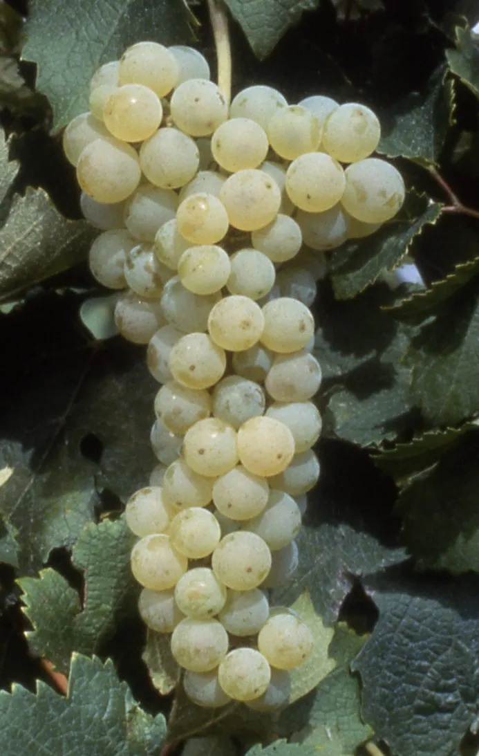 Le cépage Merlot blanc (source Plantagrape)