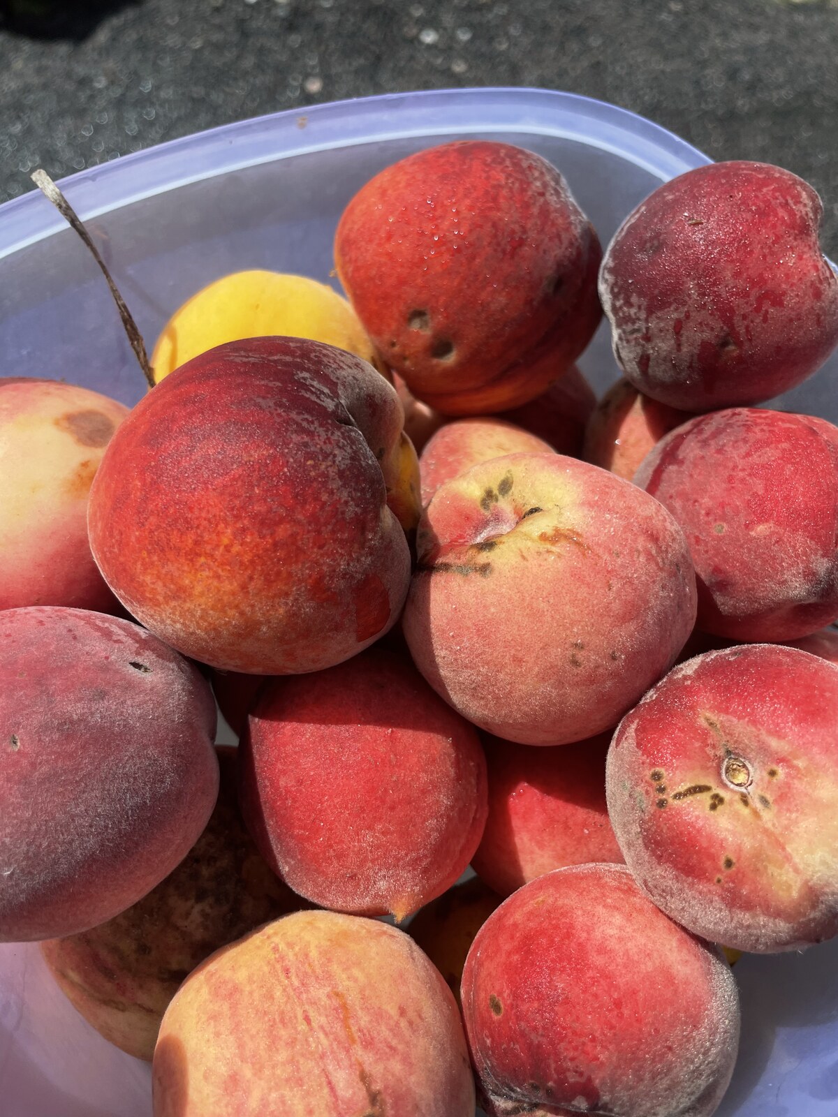 Alain Breuille, a life dedicated to peach trees