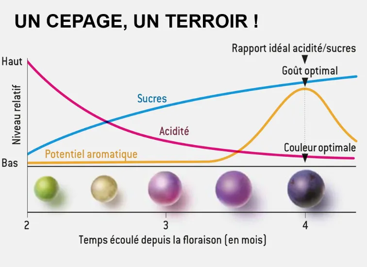 Courbe de maturation du raisin