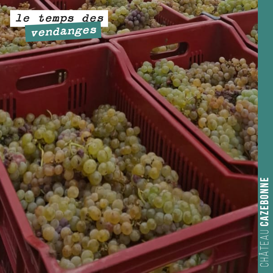 On rentre aujourd'hui nos derniers sémillons.