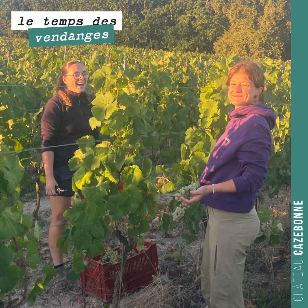 Lise et Myrtille à la fraîche pour ramasser nos dernières caisses de Sémillon sur notre parcelle de Cazebonne.