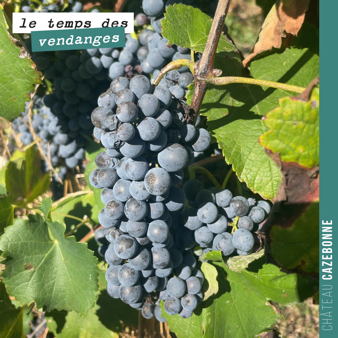 Clap de fin pour nos vendanges en rouge.