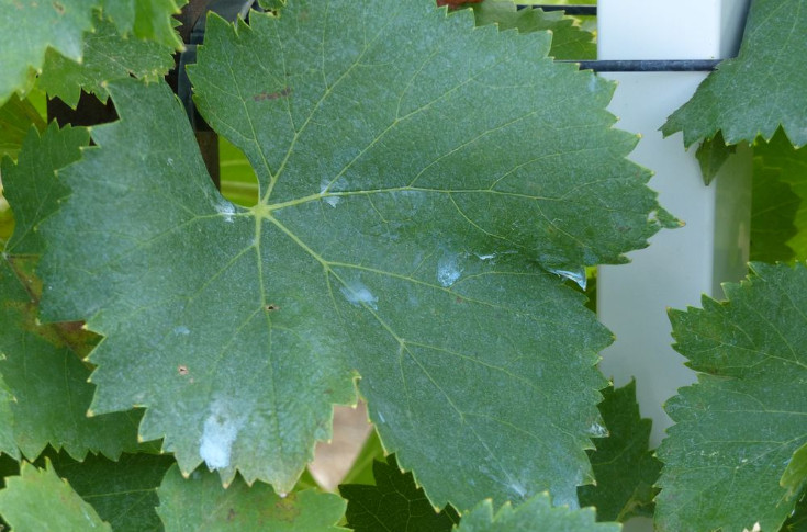 Si je dois déroger aux nouvelles règles pour sauver la récolte, je le ferai " Les sévères restrictions sur le cuivre suscitent la colère des vignerons bios